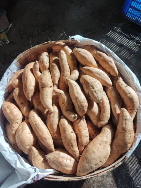 Jual Ubi Cilembu Asli – Kualitas Super
