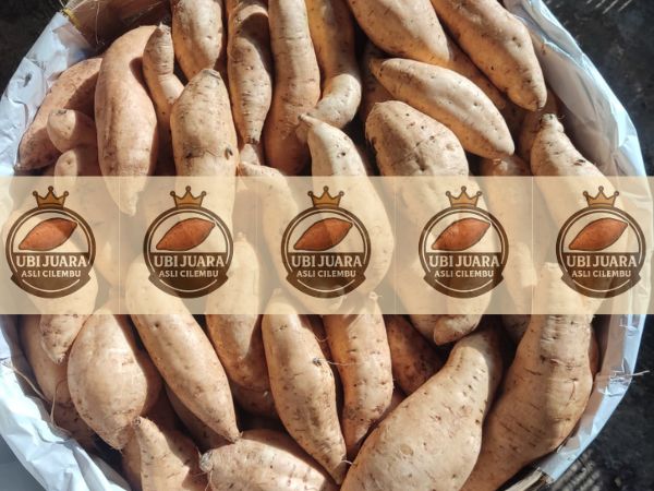 harga ubi cilembu