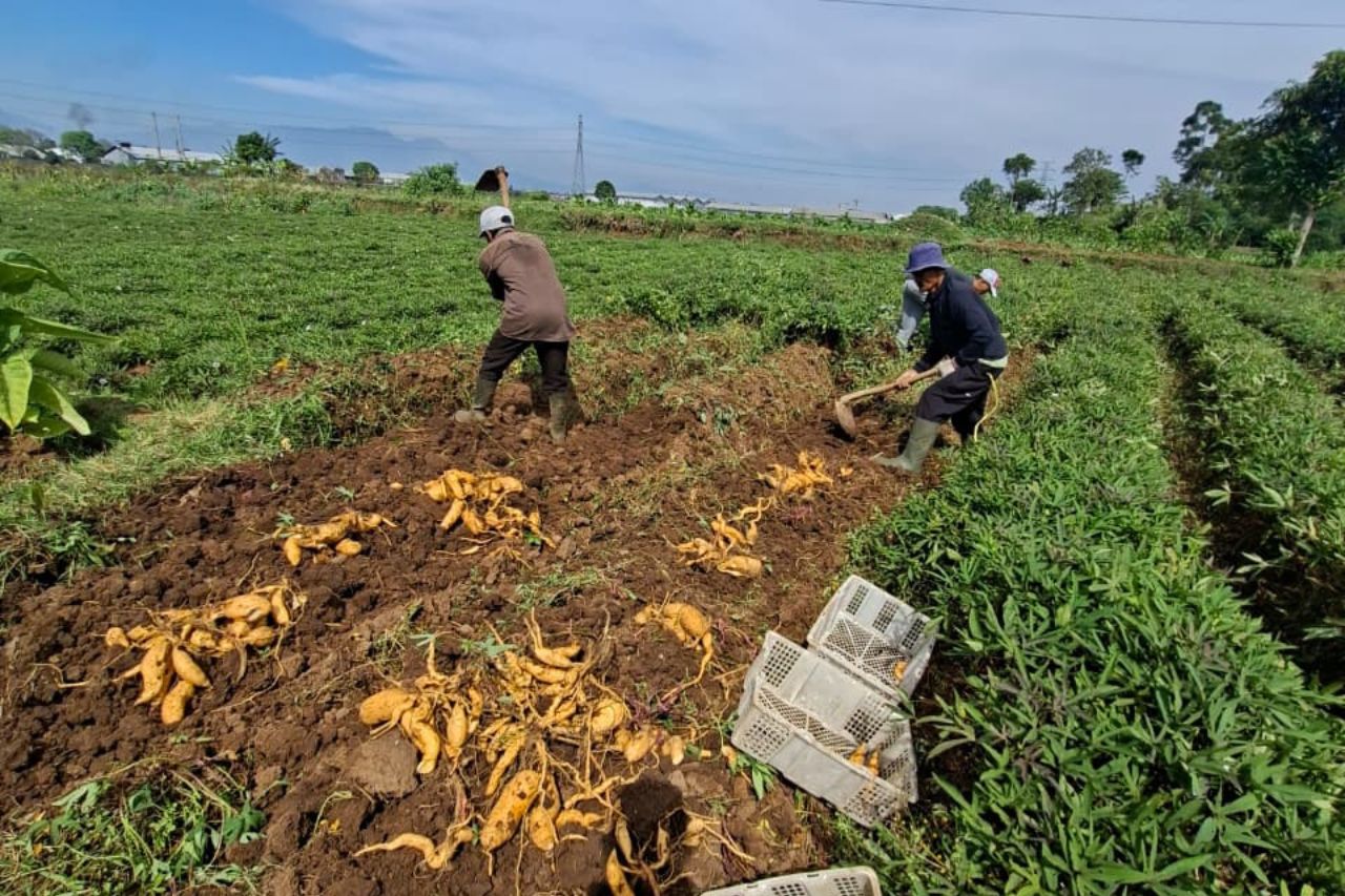 Jual Ubi Cilembu Asli – Kualitas Super
