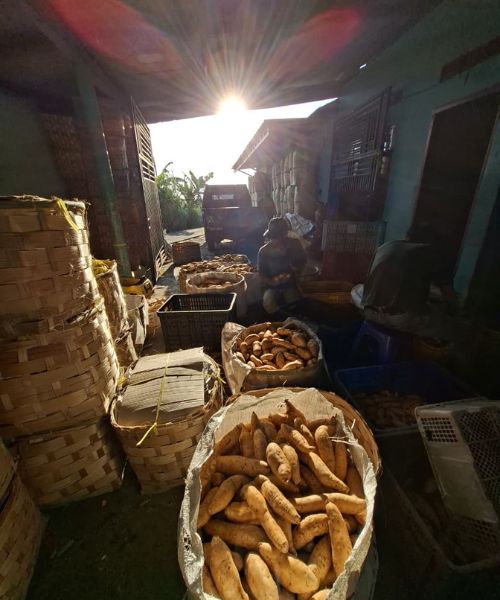 Jual Ubi Cilembu Asli - Kualitas Super